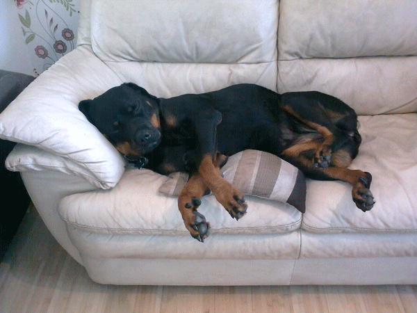 dog on sofa sleeping