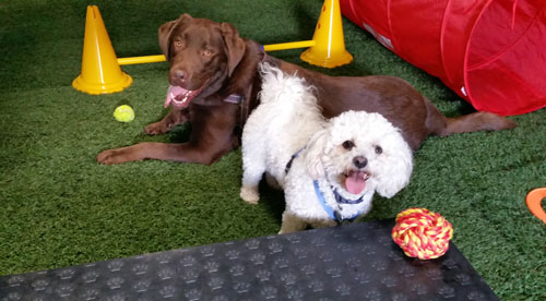 dog agility poodle and labrador