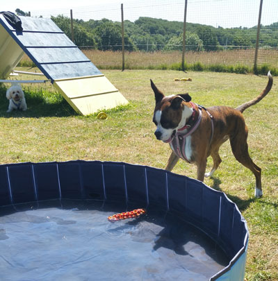 dog playing near pool